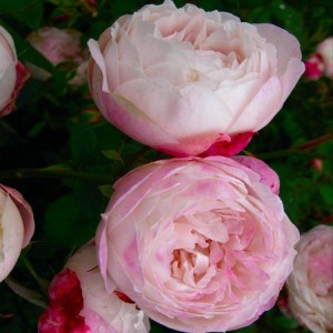 MADAME PIERRE OGER (Historic) (Bourbon)
